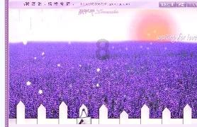 雨后盛放